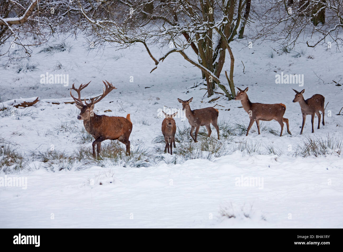 Red deer (Cervus elaphus) stag and females in the snow in winter, Germany Stock Photo