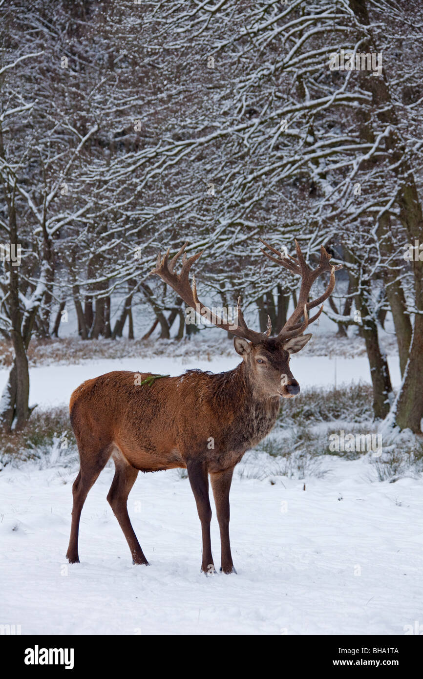Red Deer stag in snow-covered pine forest - Stock Image - C042