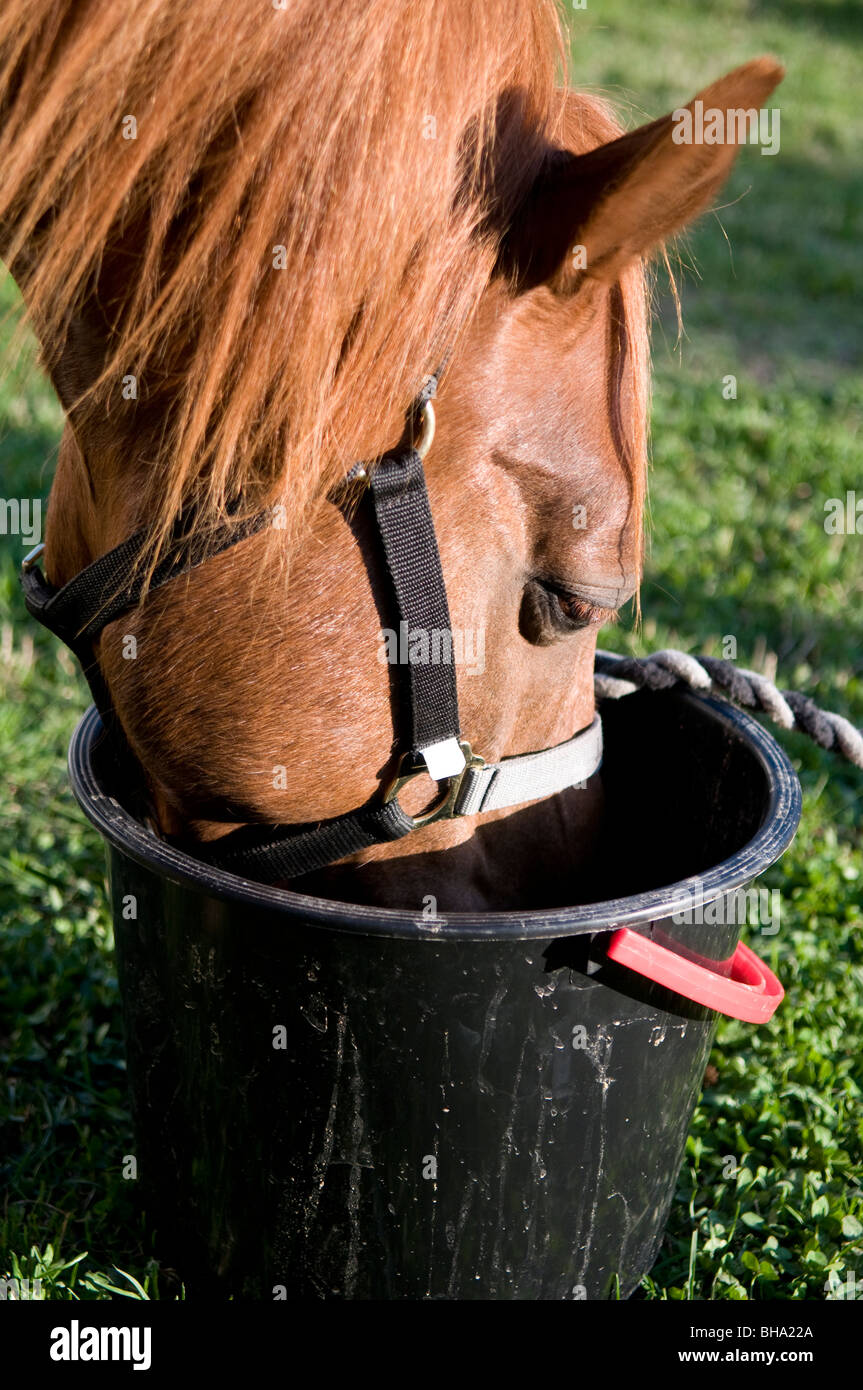 Horse drinking bucket hires stock photography and images Alamy