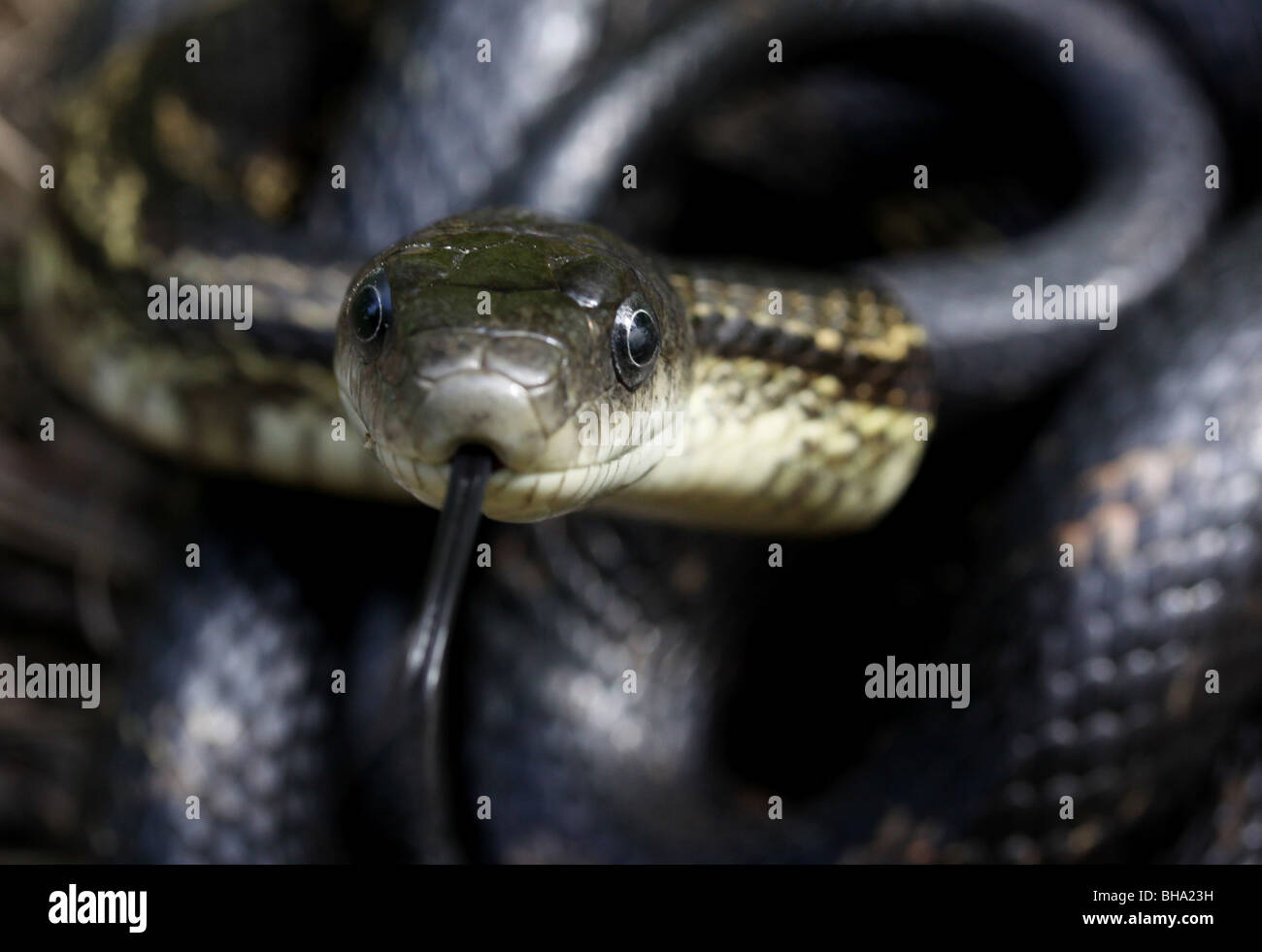 tongue black rat snake Stock Photo