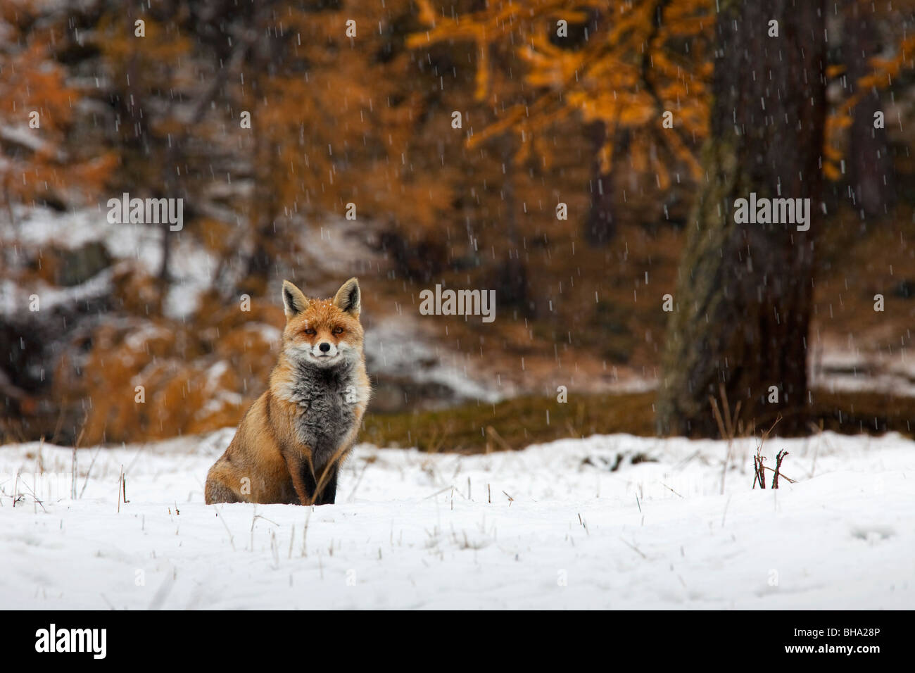 Red fox (Vulpes vulpes) in forest in autumn in the snow Stock Photo