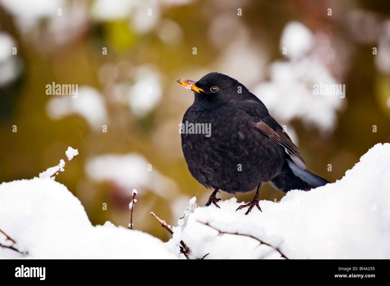 Blackbird; Turdus merula; male in the snow Stock Photo