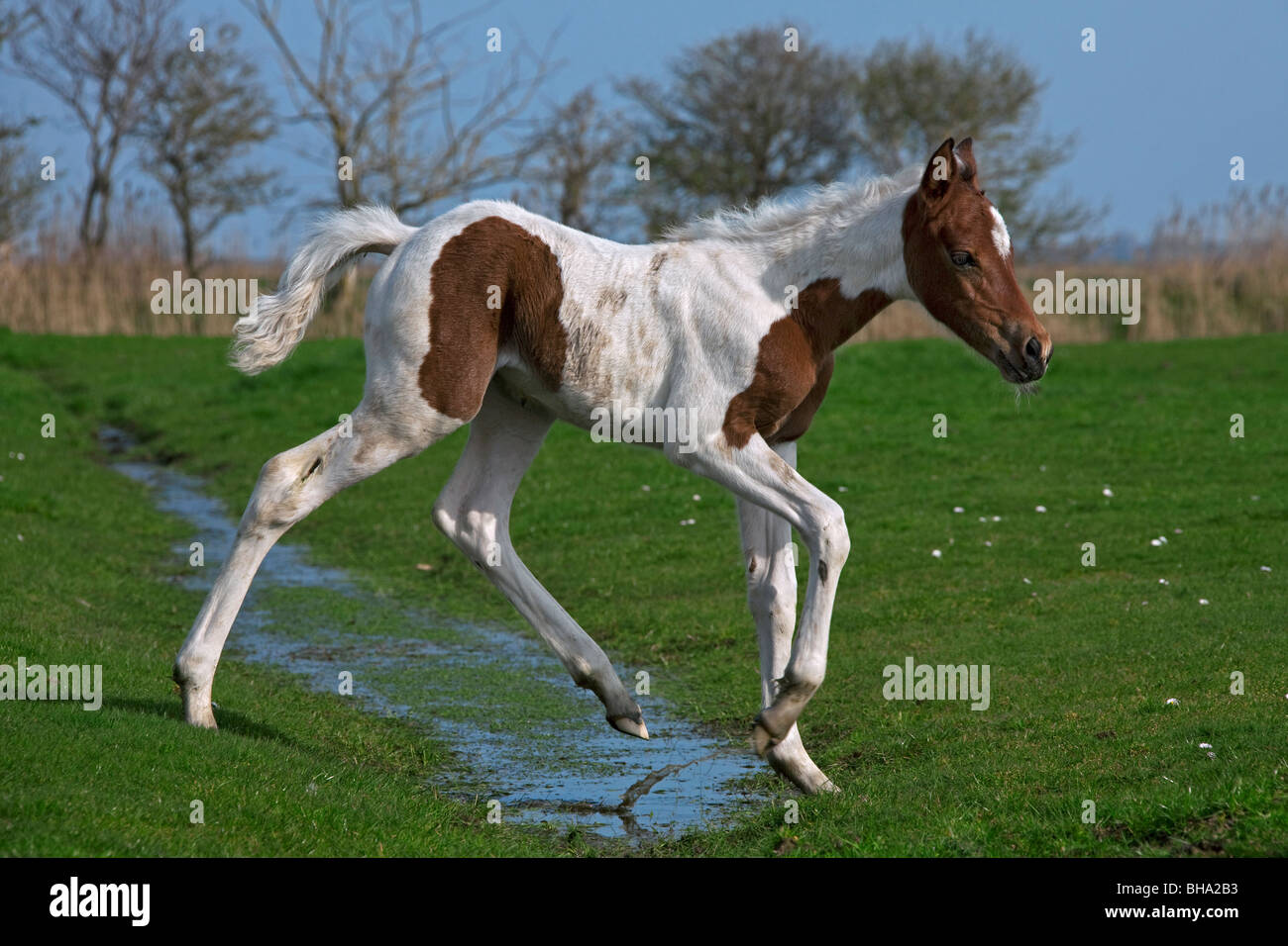 Horse (Equus caballus) foal running in field, Germany Stock Photo