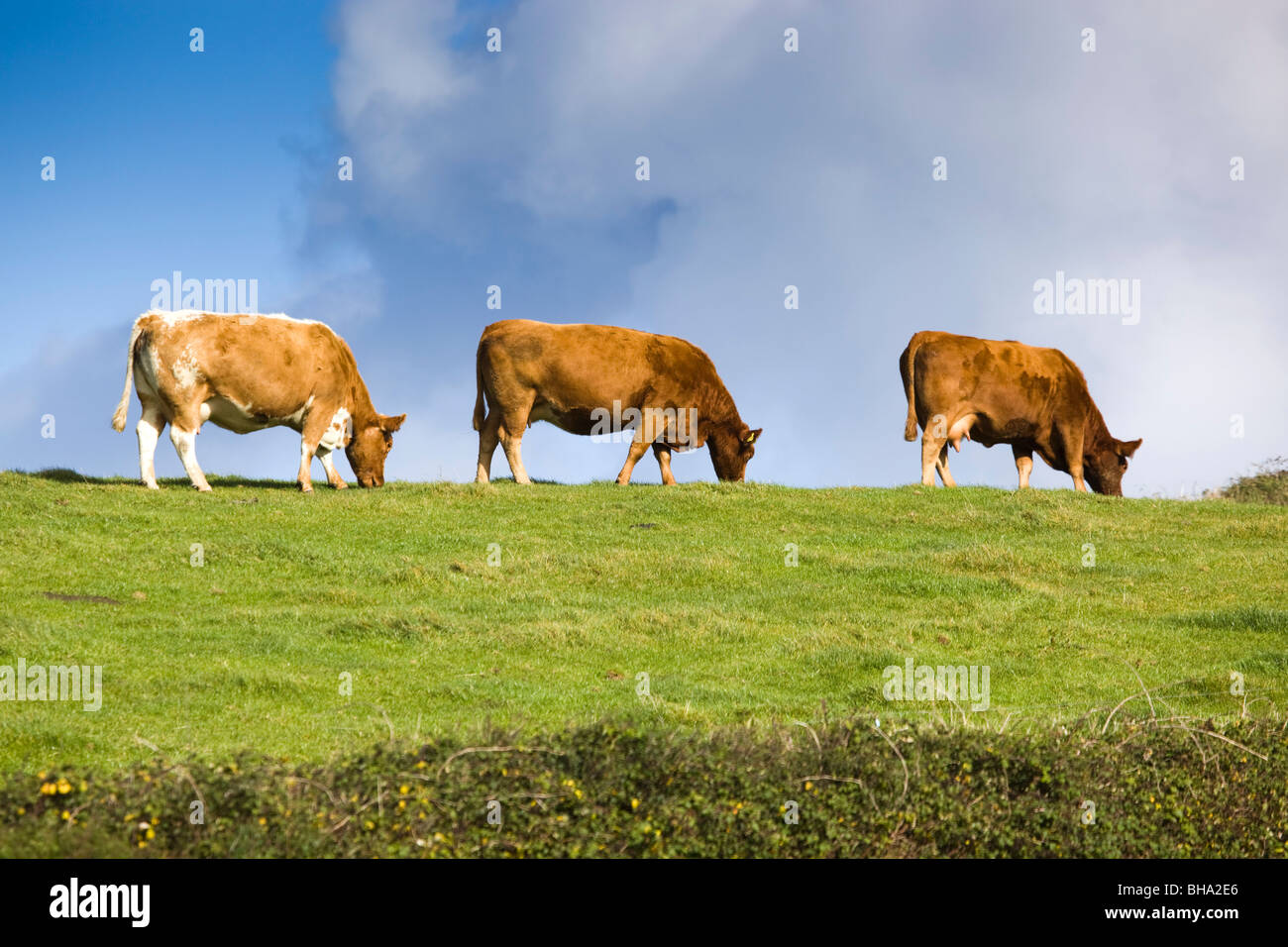 Cows graze in a field at Trevigue; near Crackington Haven; Cornwall Stock Photo