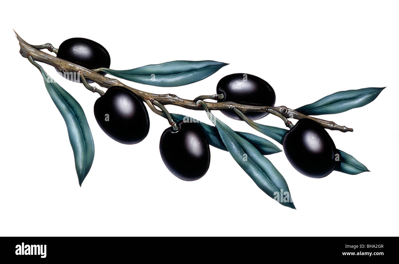 Olive branch Stock Photo