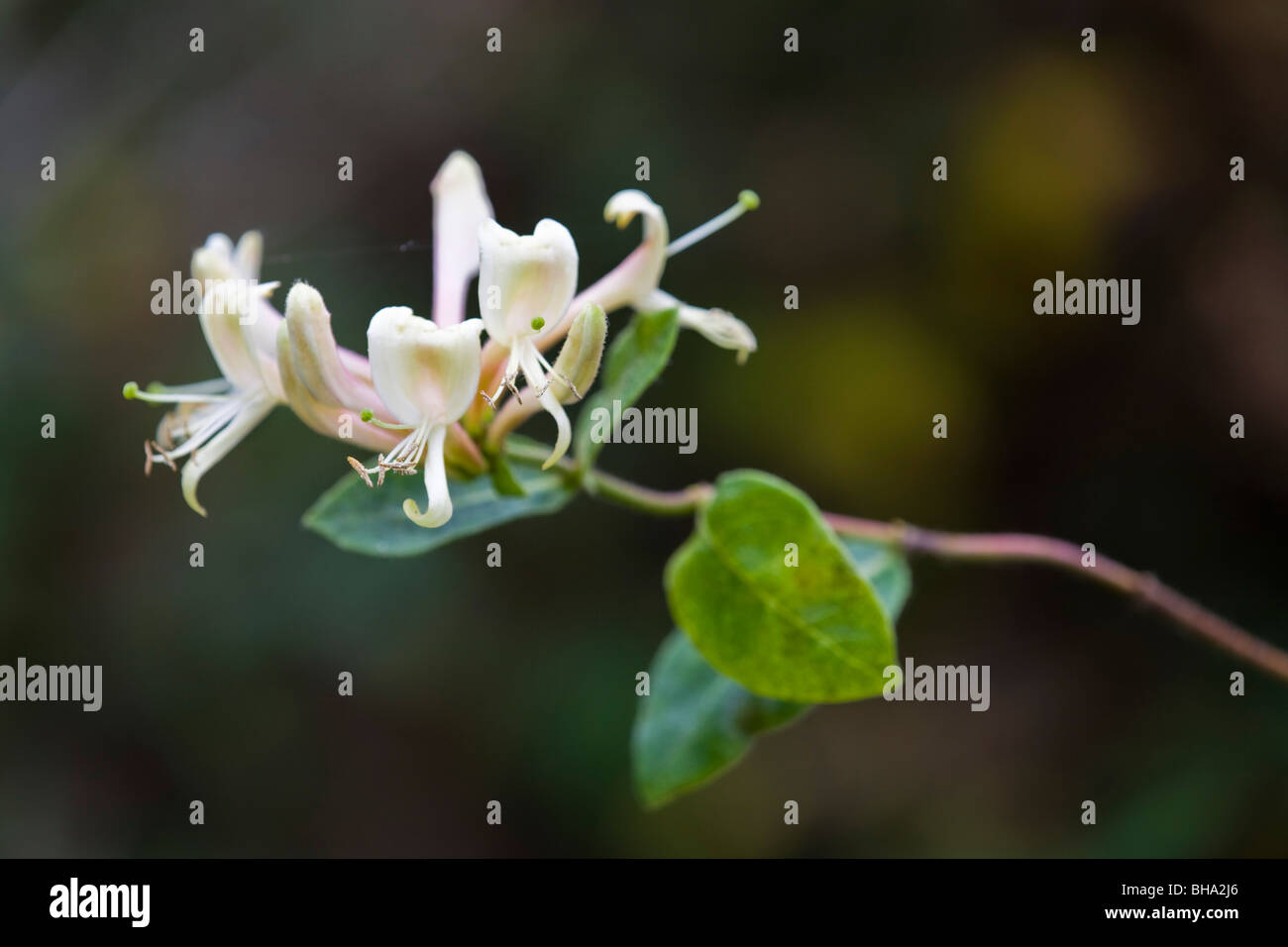 Honeysuckle; Lonicera periclymenum; in flower Stock Photo