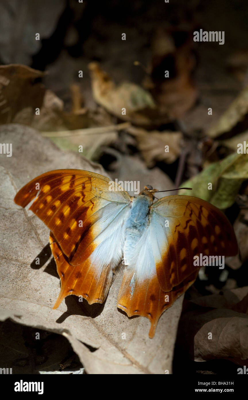 The Pearl Charaxes is one of Zimbabwe's largest and most colourful