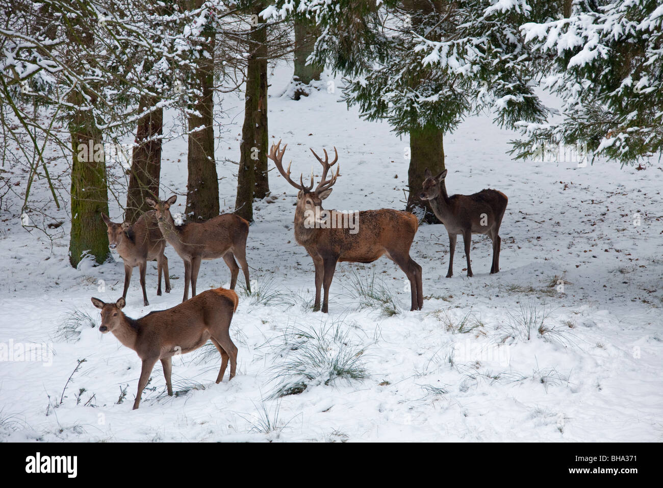 Red deer (Cervus elaphus) stag and females in the snow in winter, Germany Stock Photo