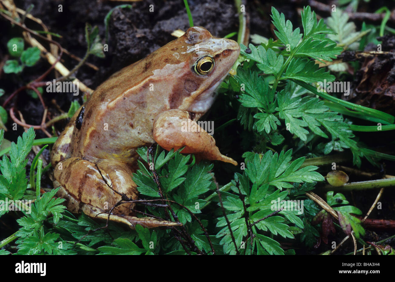 Common frog or grass frog, Rana temporaria Stock Photo Alamy