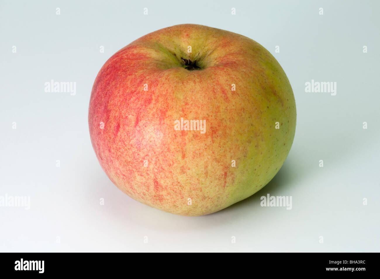 Domestic Apple (Malus domestica), variety: Freiherr von Berlepsch, apple, studio picture. Stock Photo