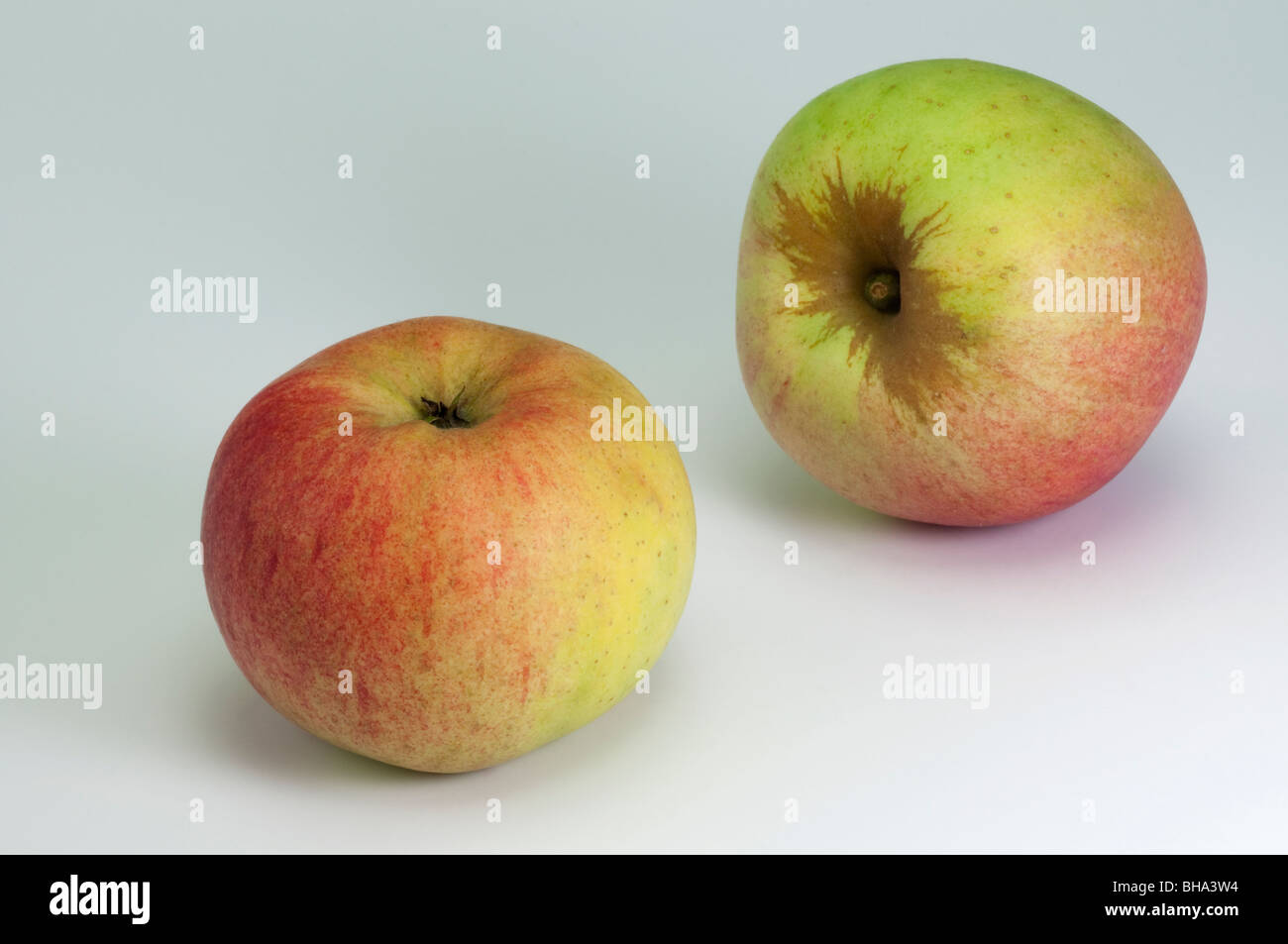 Domestic Apple (Malus domestica), variety: Freiherr von Berlepsch, two apples, studio picture. Stock Photo