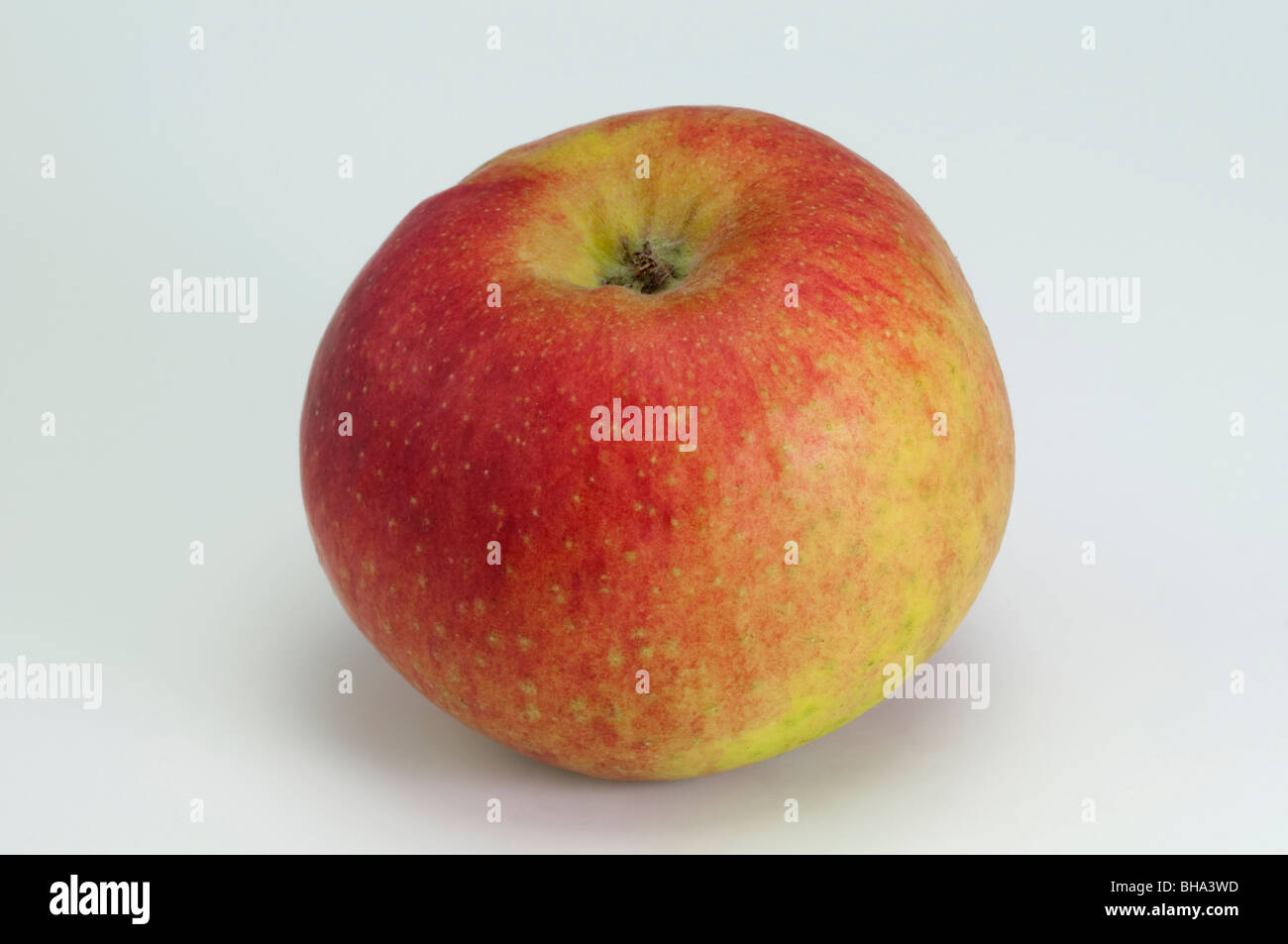 Domestic Apple (Malus domestica), variety: Biesterfelder Renette, apple, studio picture. Stock Photo