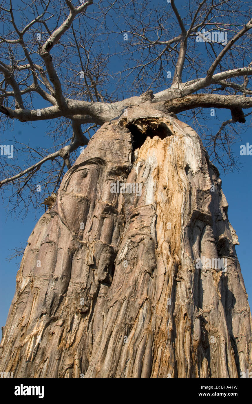 Baobab tree zimbabwe hi-res stock photography and images - Alamy