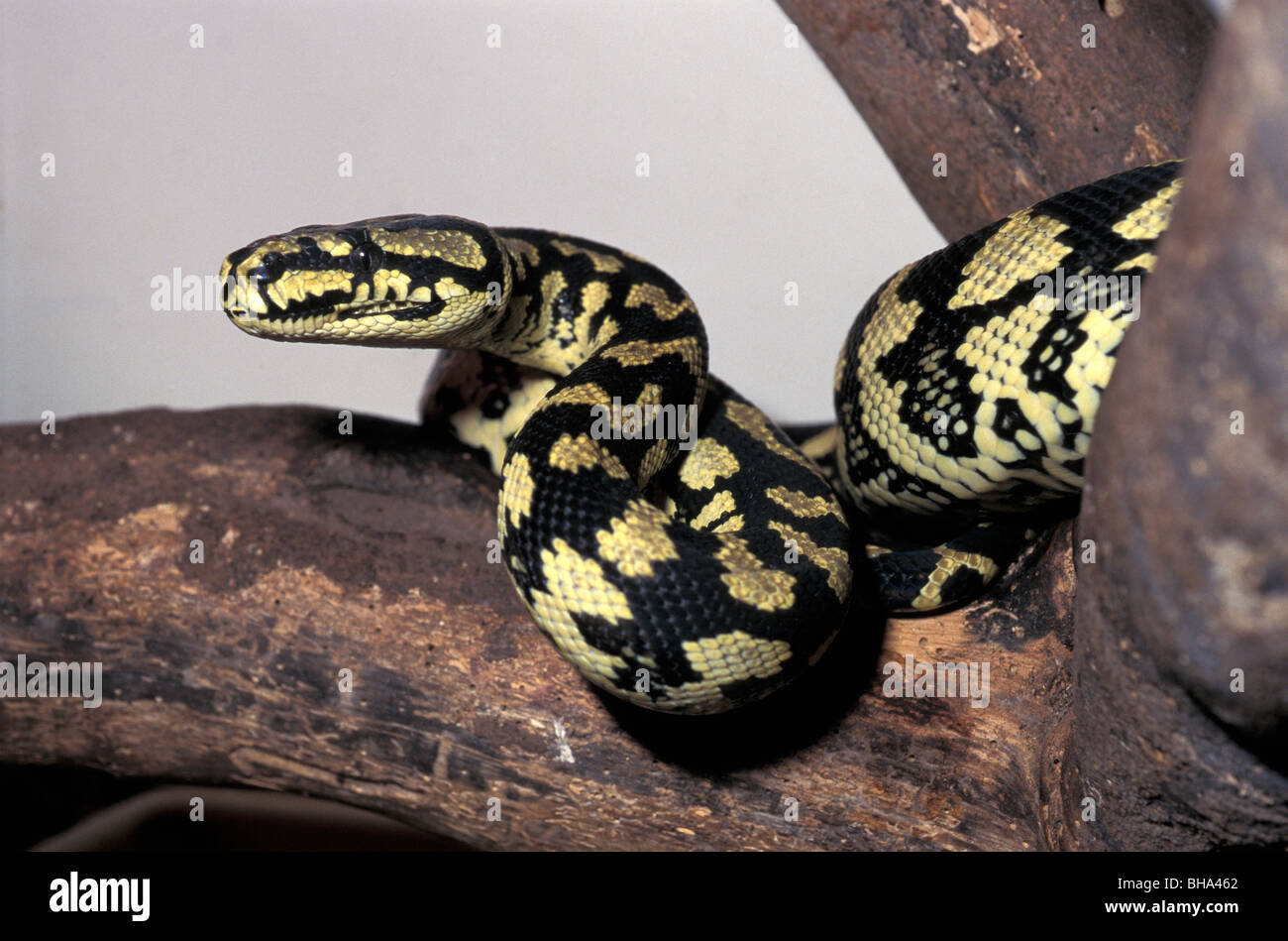 Rough-scaled python Morelia carinata, Australia snakes snake reptiles ...