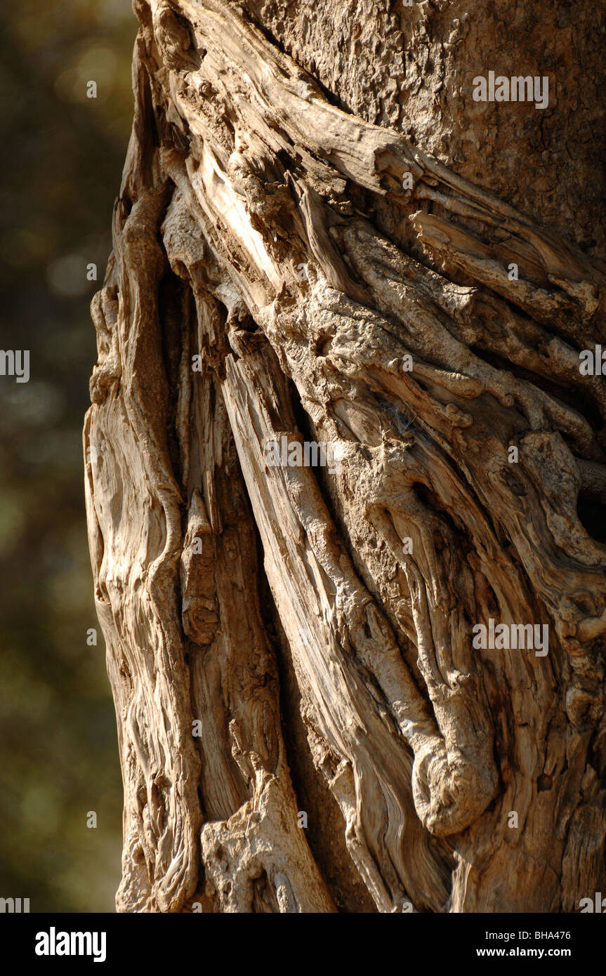 Twisted knobbly hi-res stock photography and images - Alamy