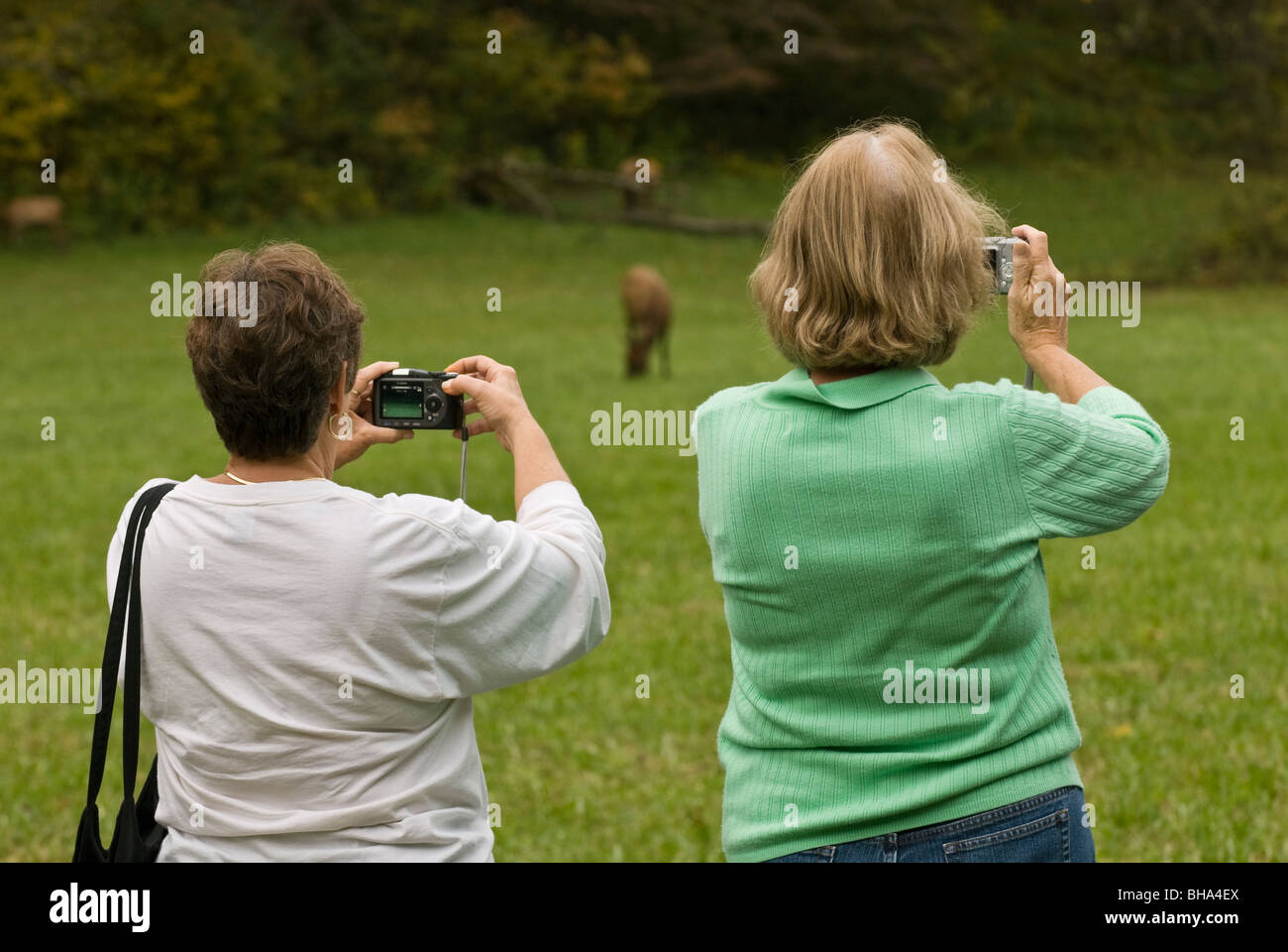 Tourists taking pictures of wild elks at Great Smoky Mountains National Park, North Carolina, USA Stock Photo