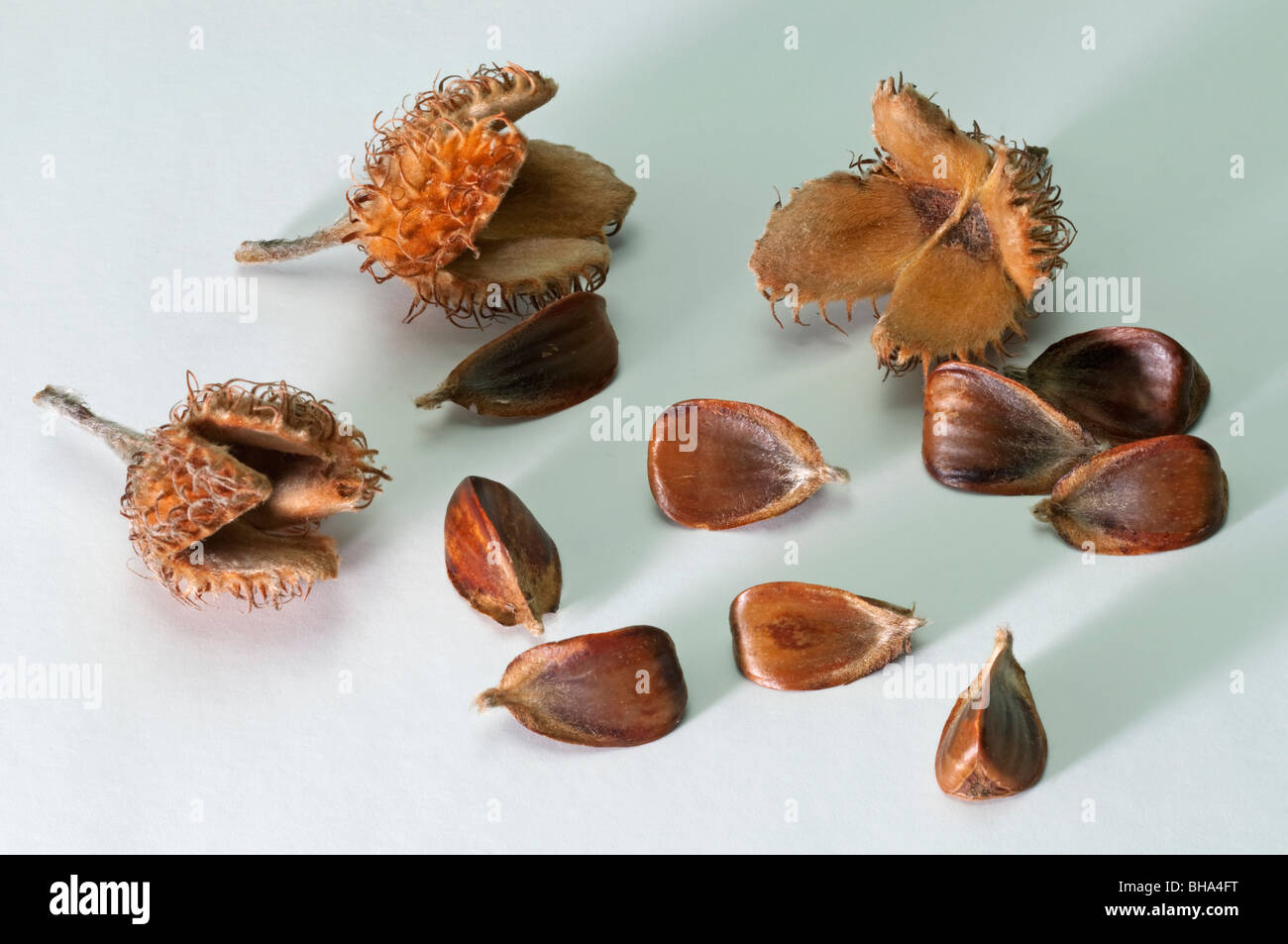 Beech nut hi-res stock photography and images - Alamy