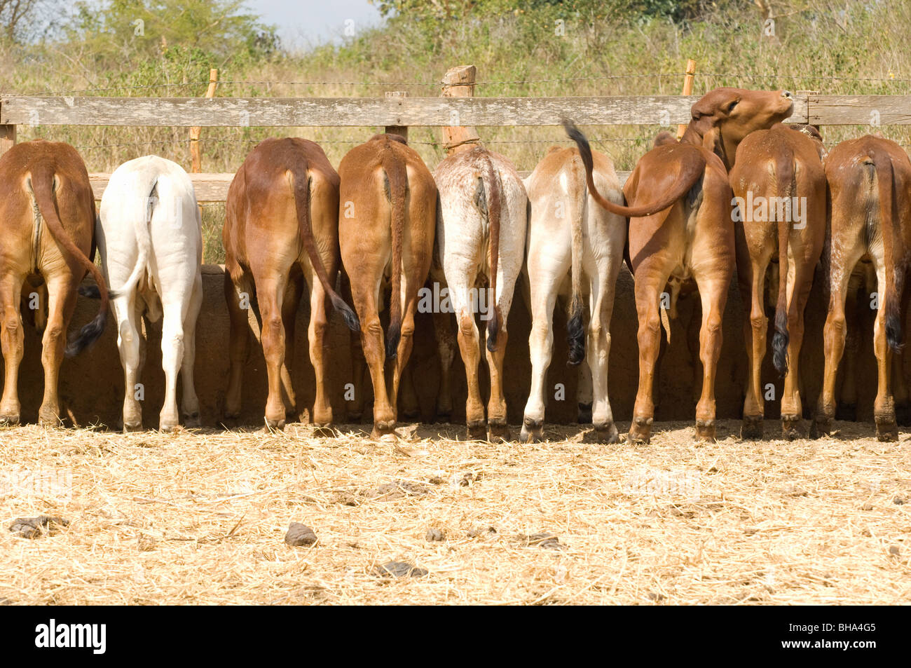 Cattle are fed in Zimbabwe's Chipinge farming district, Zimbabwe Stock