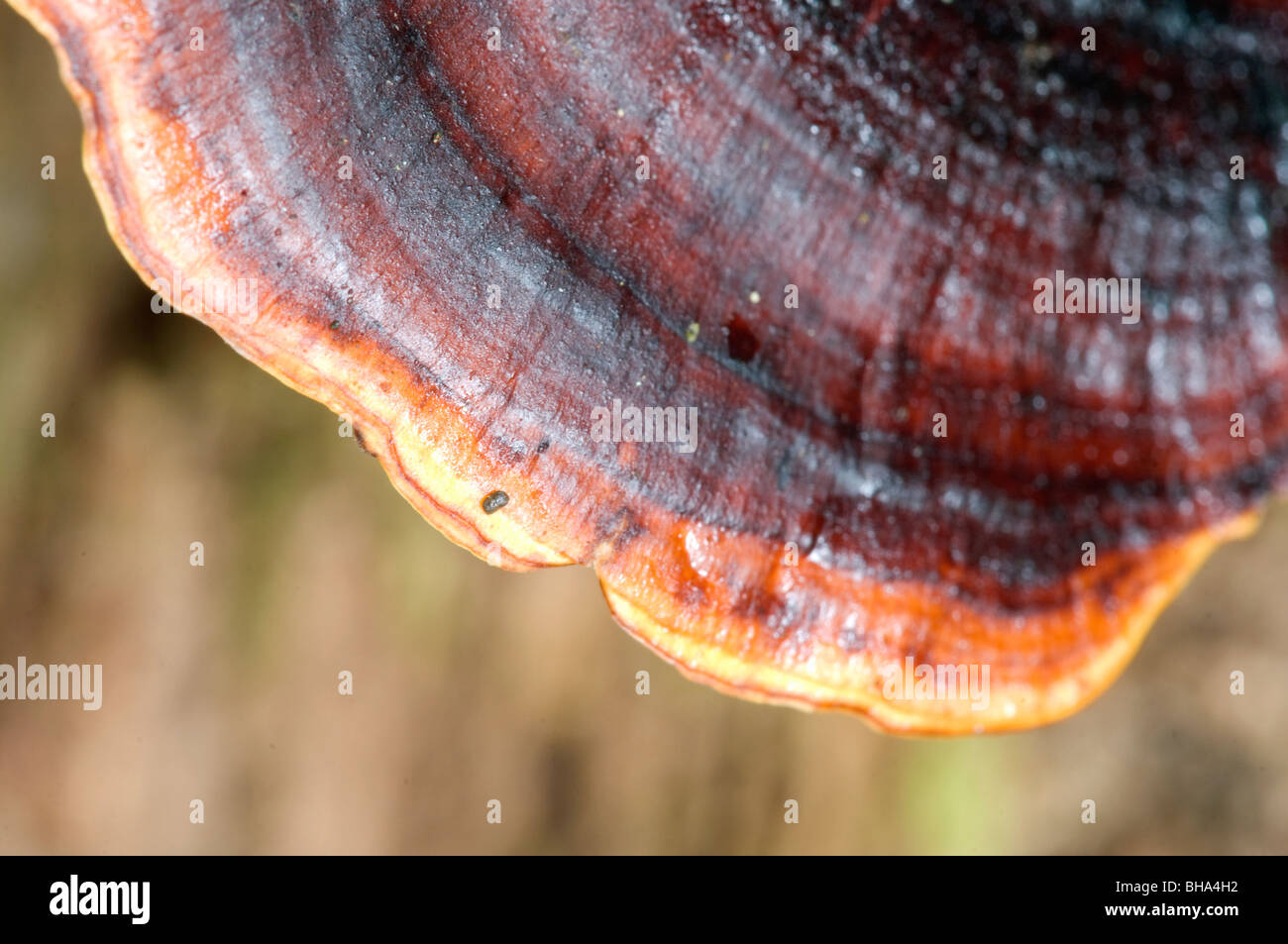 Bracket fungi shelf fungi phylum Basidiomycota fruiting bodies bracket