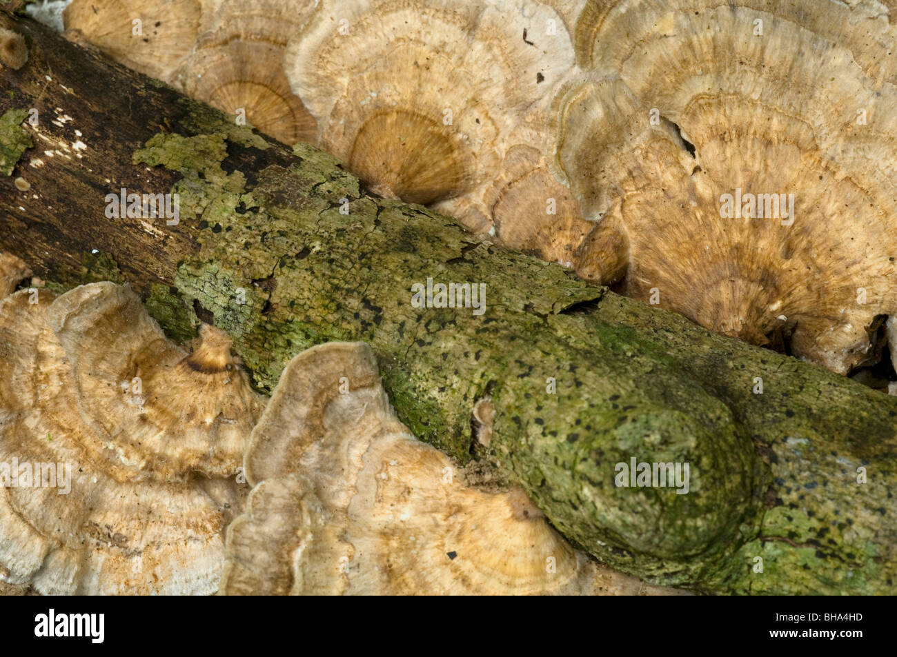 Bracket fungi shelf fungi phylum Basidiomycota fruiting bodies bracket
