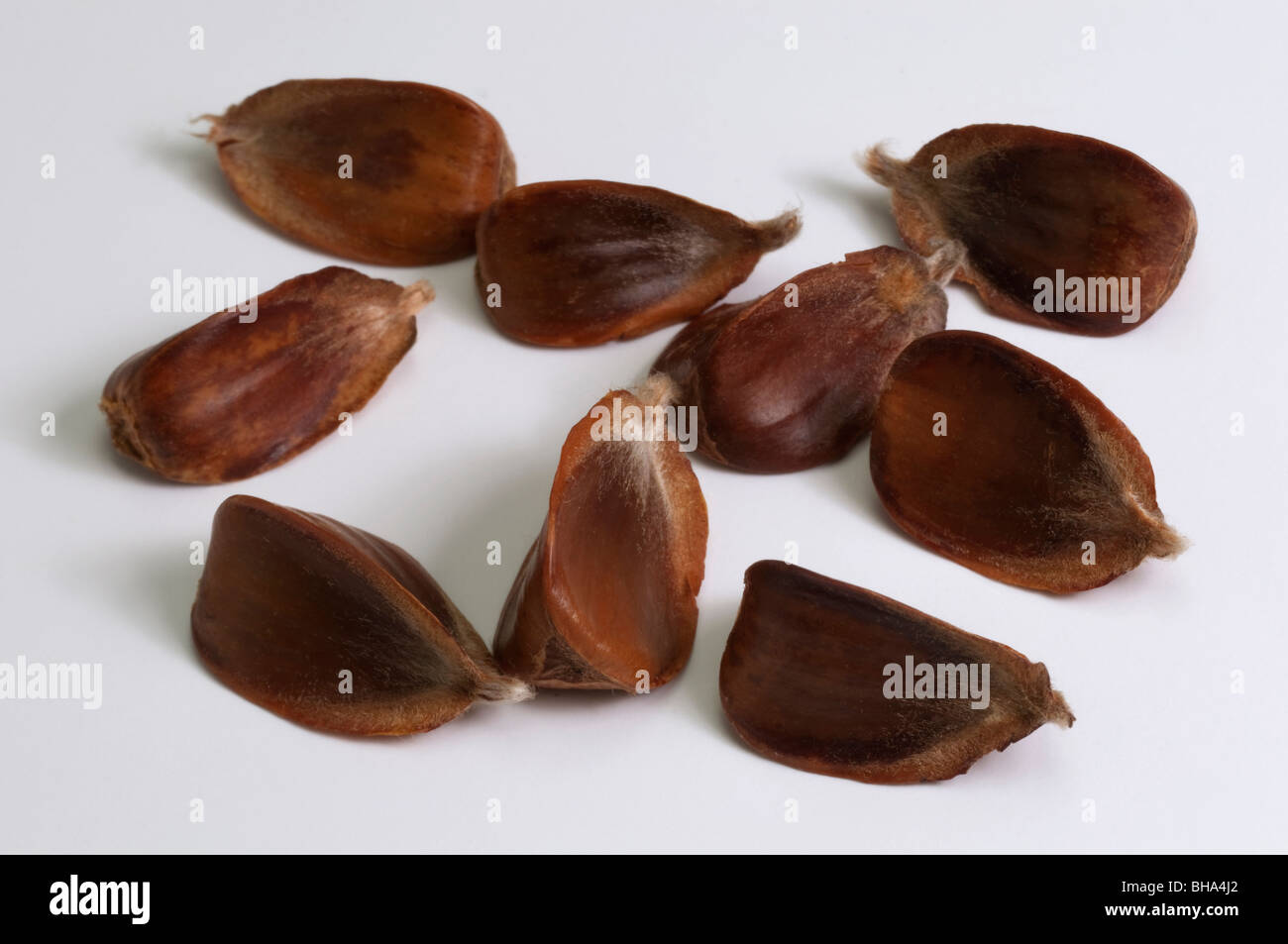 Common Beech, European Beech (Fagus sylvatica), beech nuts with husk, studio picture. Stock Photo