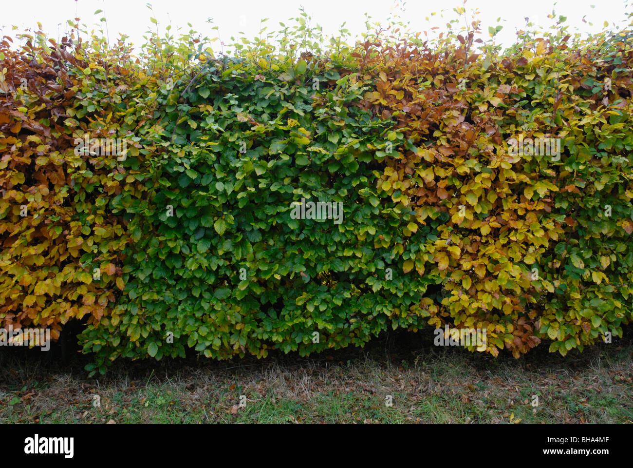 Beech hedge Stock Photo