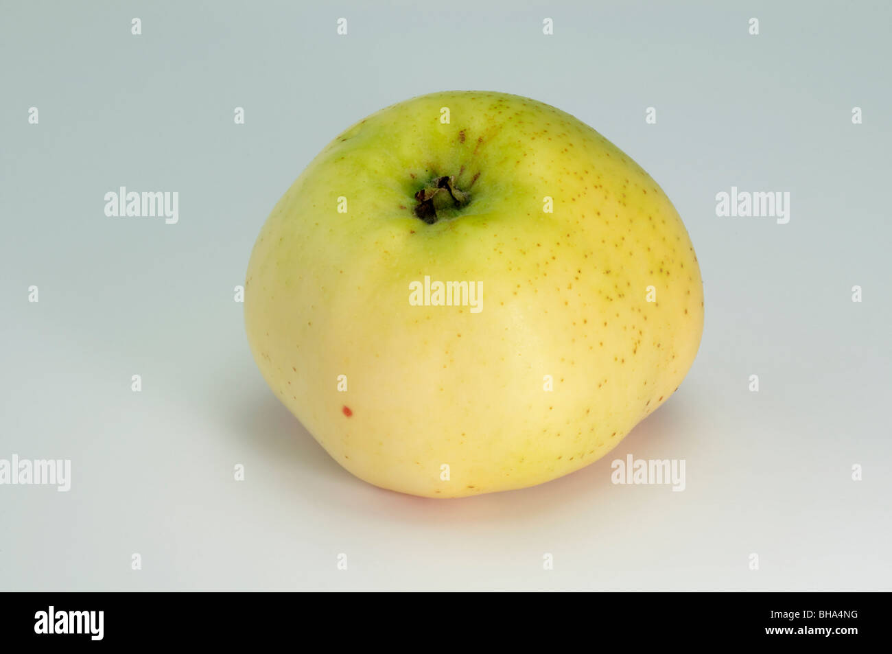 Domestic Apple (Malus domestica), variety: Cludius Herbstapfel, apple, studio picture. Stock Photo