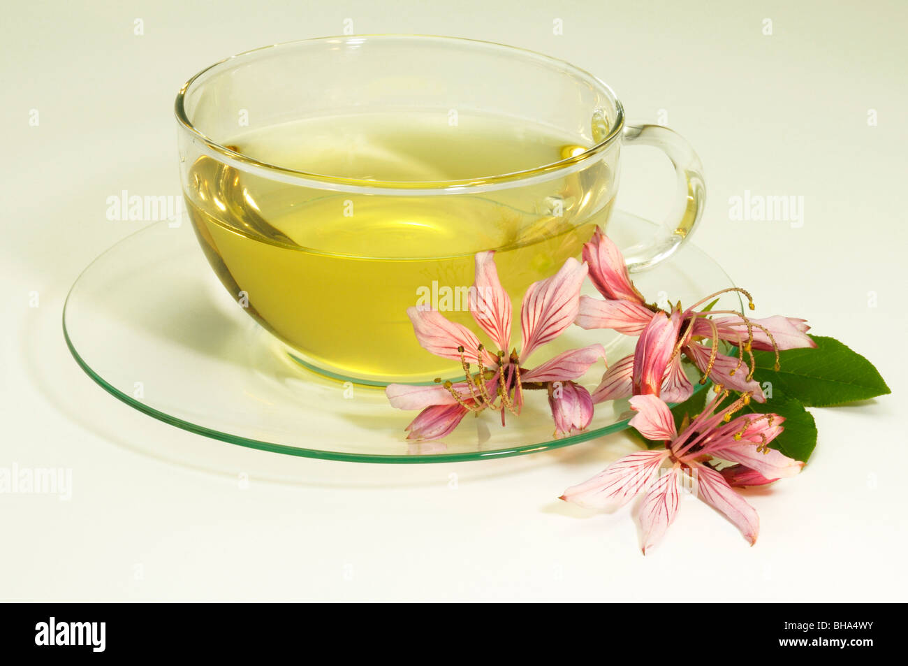 Burning Bush, Dittany (Dictamnus albus). A cup of infusion with a flower, studio picture. Stock Photo