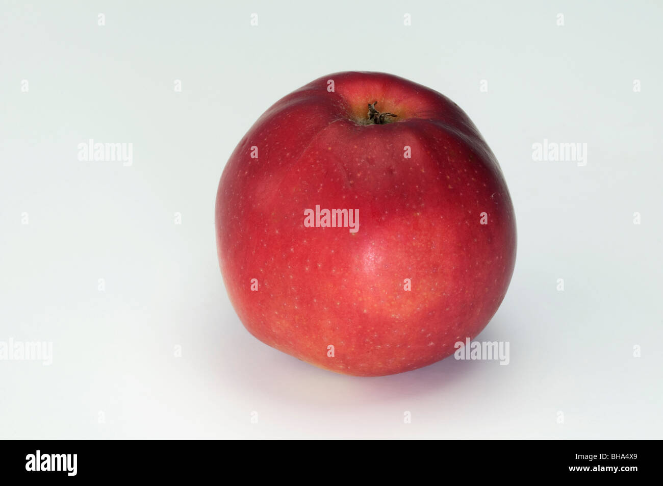 Domestic Apple (Malus domestica), variety: Danziger Kant, apple, studio picture. Stock Photo