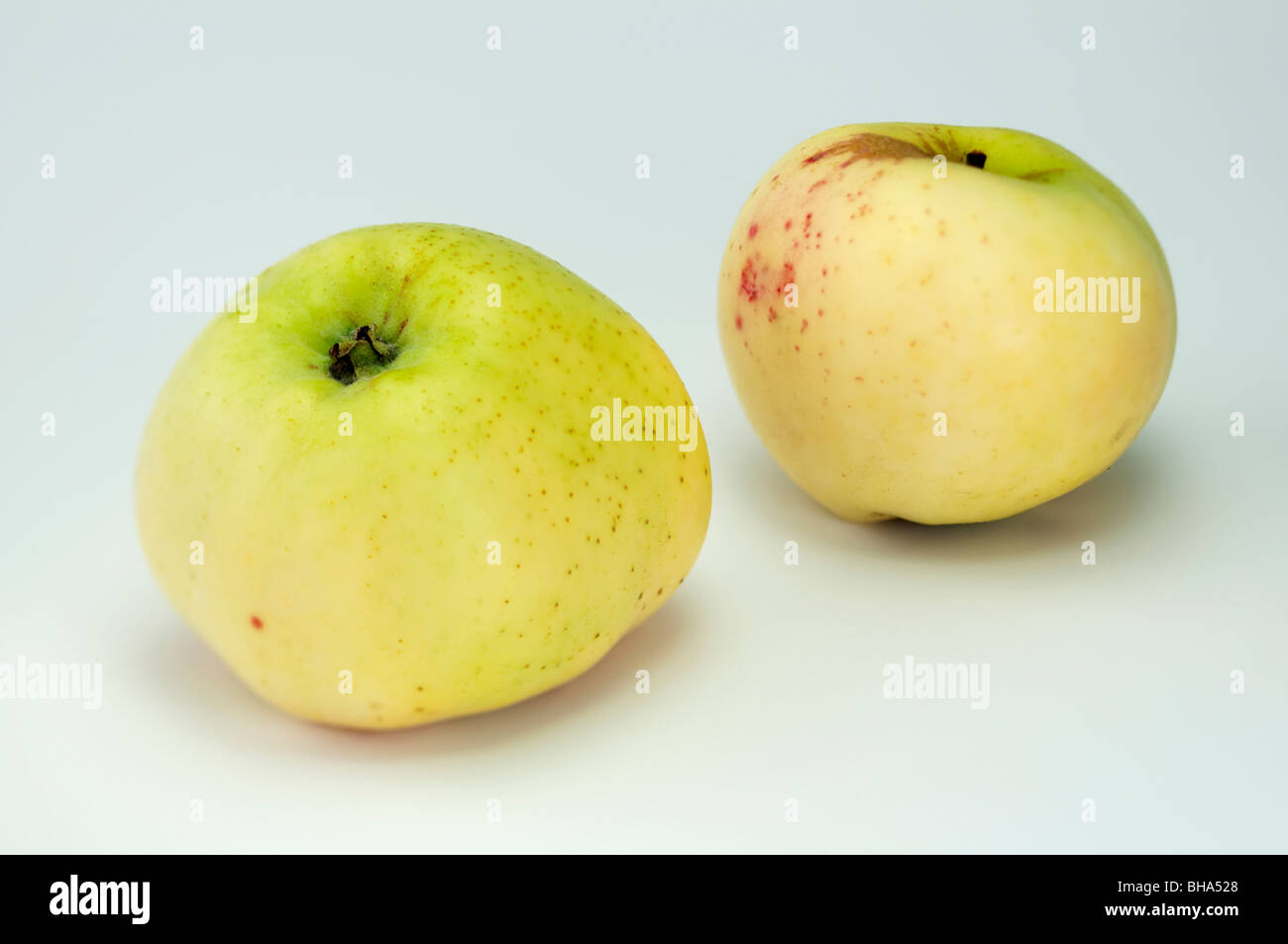 Domestic Apple (Malus domestica), variety: Cludius Herbstapfel, two apples, studio picture. Stock Photo