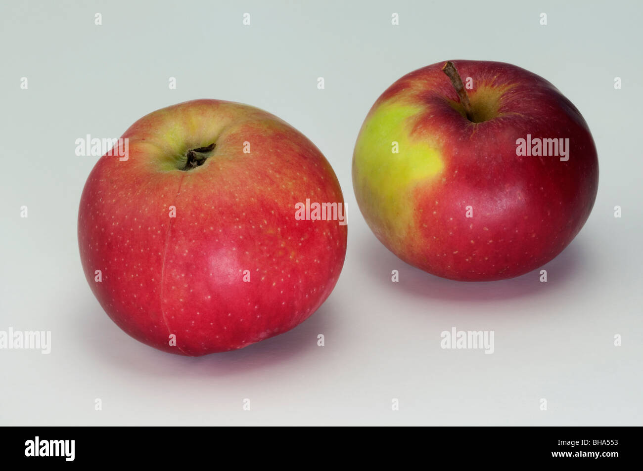 Domestic Apple (Malus domestica), variety: Danziger Kant, two apples, studio picture. Stock Photo