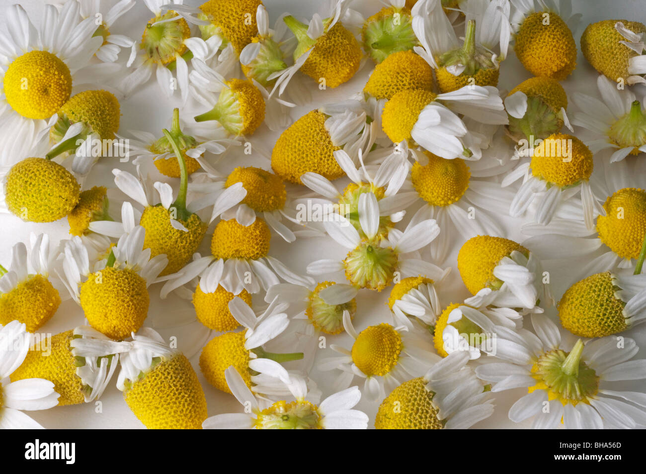 Chamomile, German Chamomile (Matricaria chamomilla, Matricaria recutita), flower heads layed out