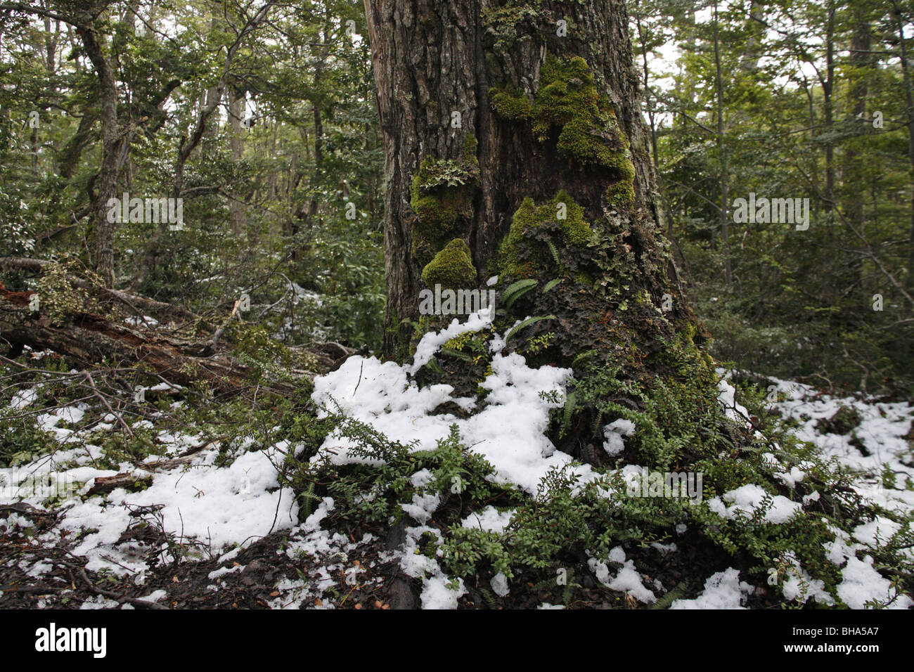 Tree trunk in Southern Beech Forest Stock Photo