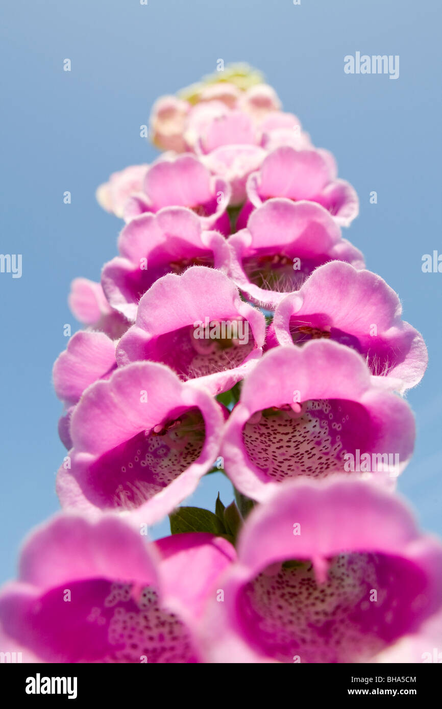 Close Up of Foxglove Flower Digitalis purpurea Stock Photo