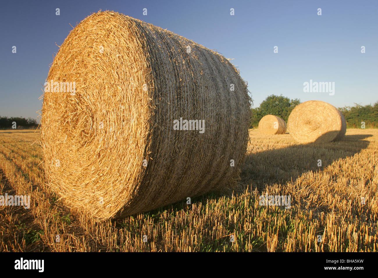 Round Straw Bales Stock Photo
