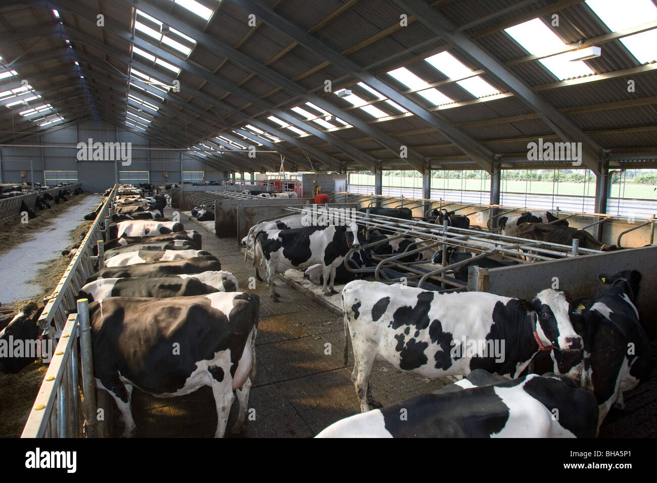 Intensive Dairy Cows Stock Photo