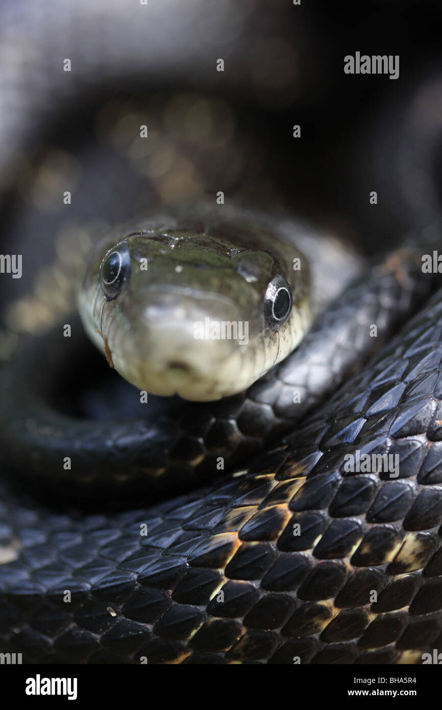 face close up black rat snake Stock Photo