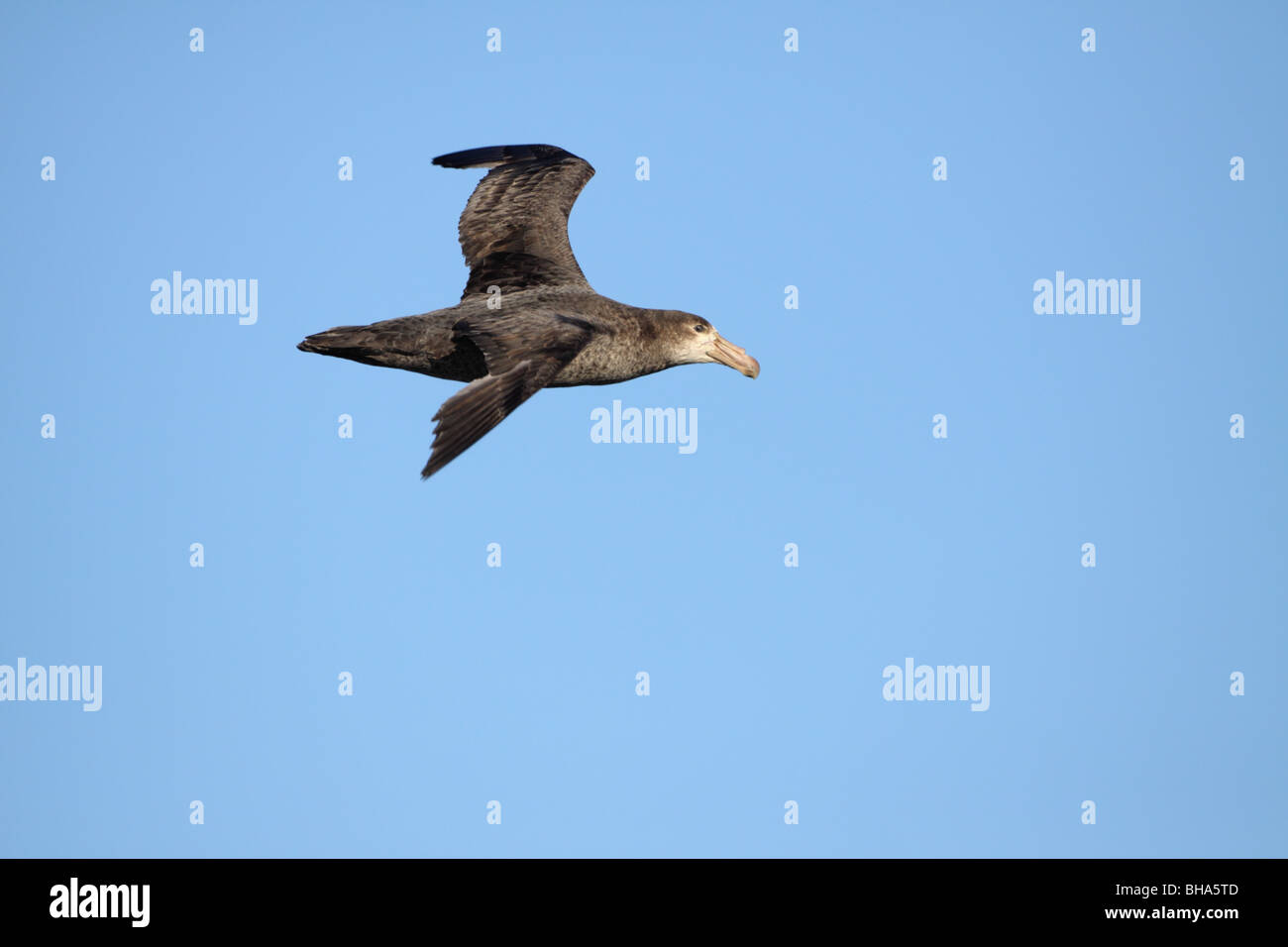 Southern Giant Petrel, Macronectes giganteus in flight at coastal Valdes Peninsula Stock Photo