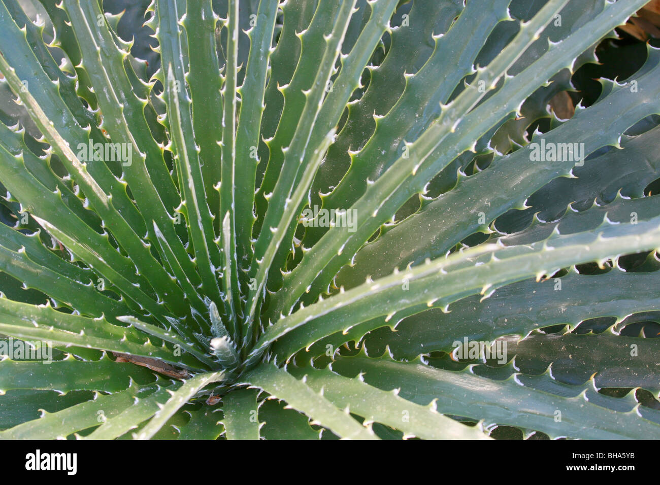 Sharp and spiny leaves of an Aloe plant. Stock Photo