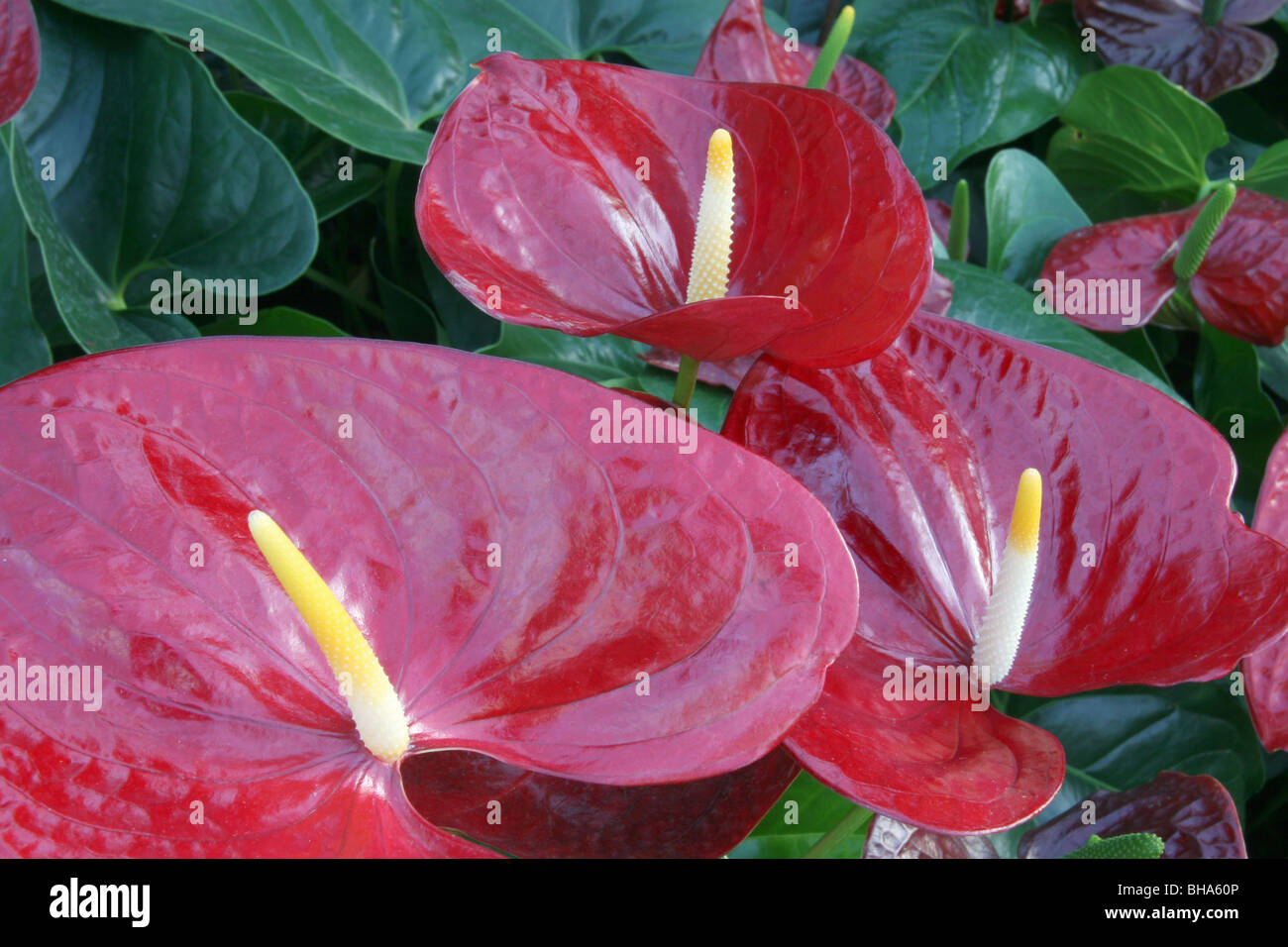 Red Anthurium or 'Flamingo flower' (Anthurium andreanum hybrid) in bloom. Stock Photo