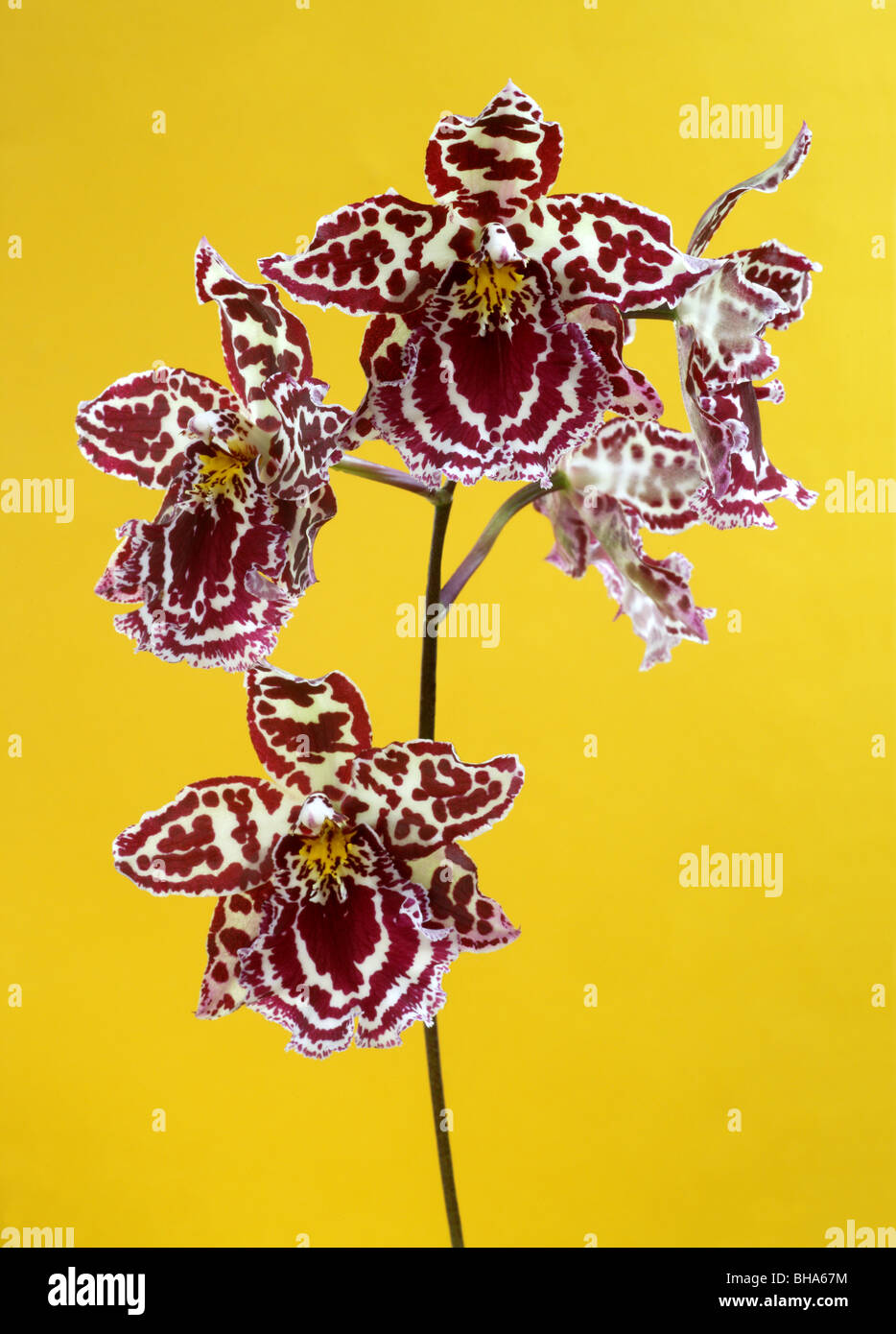 Spray of crimson and white Cambria orchid flowers on yellow background. Stock Photo