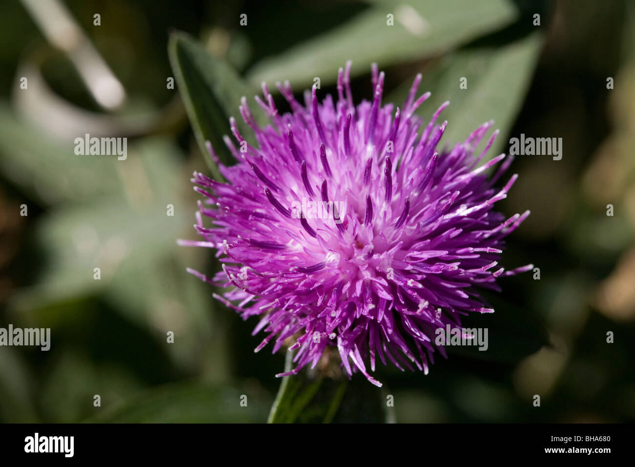 Scottish thistle hires stock photography and images Alamy