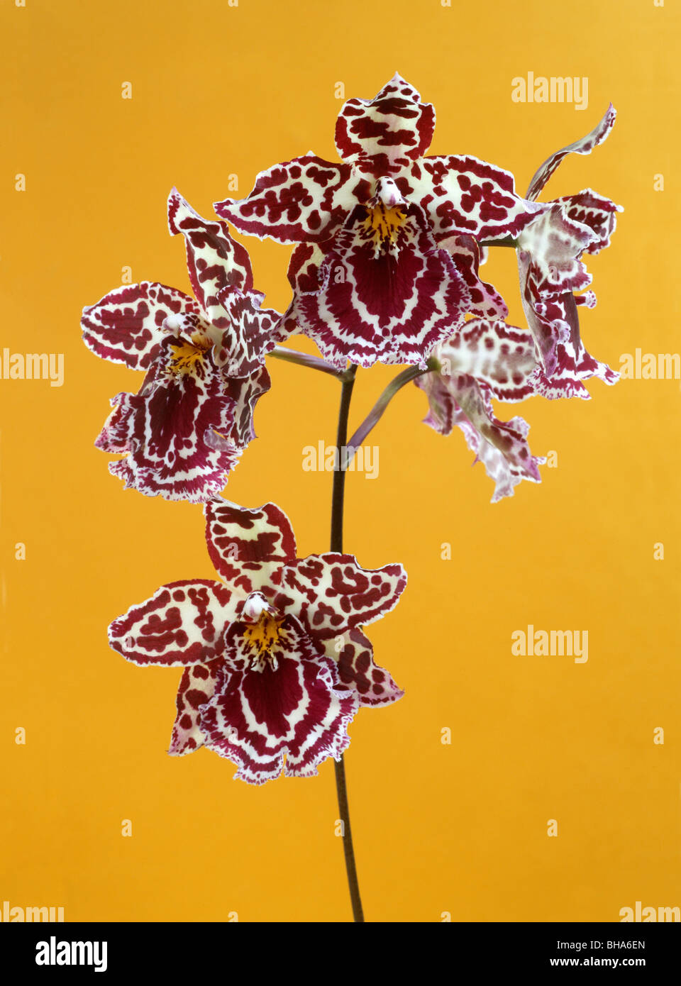 Spray of Cambria orchid flowers on orange background Stock Photo