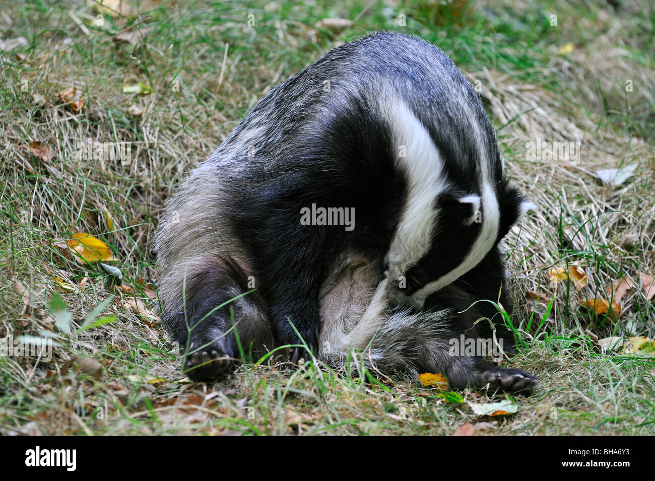 European badger grooming (Meles meles) its tail, UK Stock Photo