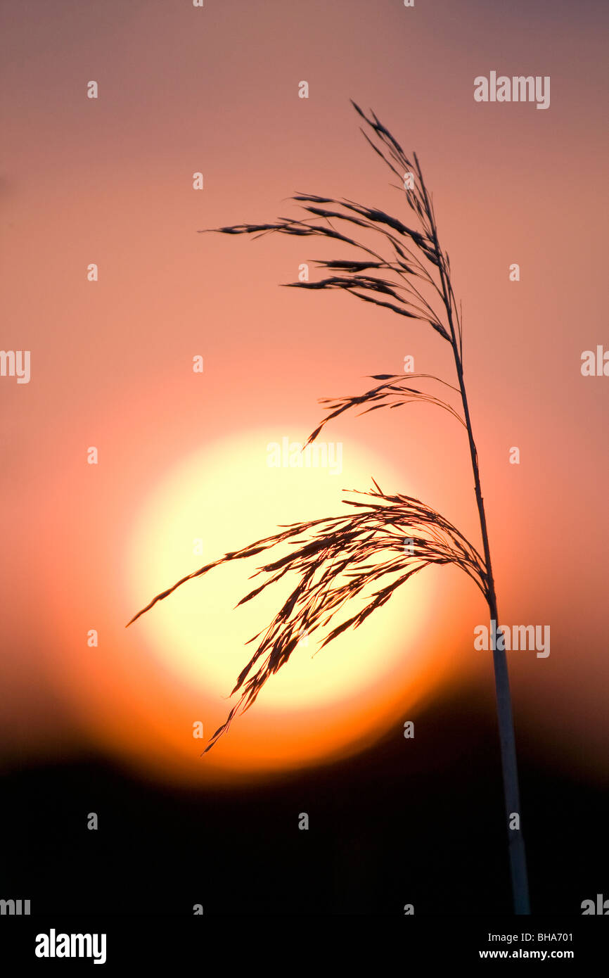 Japanese Reed Stalk Common Reed Stalks at Sunset Stock Photo - Alamy