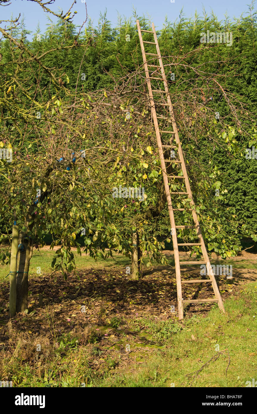 Plum orchard showing a traditional wooden orchard ladder Stock Photo