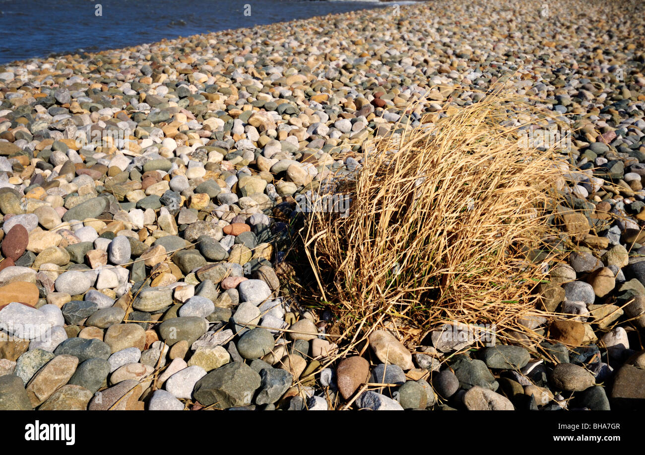 Growing in pebbles hires stock photography and images Alamy