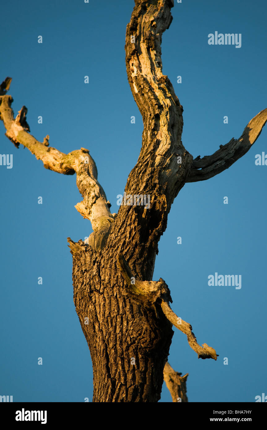 A dead tree trunk and branches standing tall in the warm evening sunlight Stock Photo
