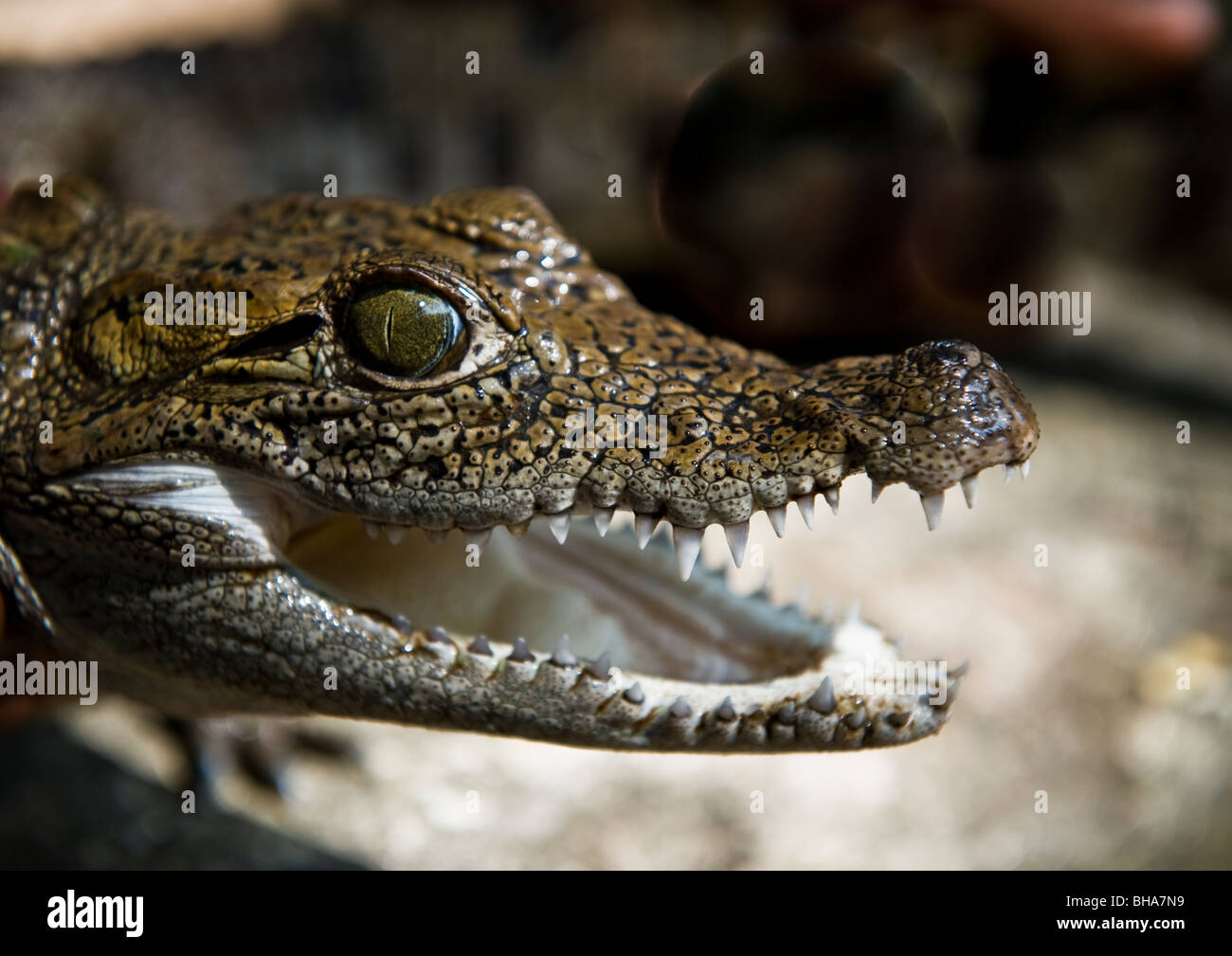 Head shot of a hand held wild baby crocodile with large watchful eyes and mouth open exposing razor sharp teeth ready to bite. Stock Photo