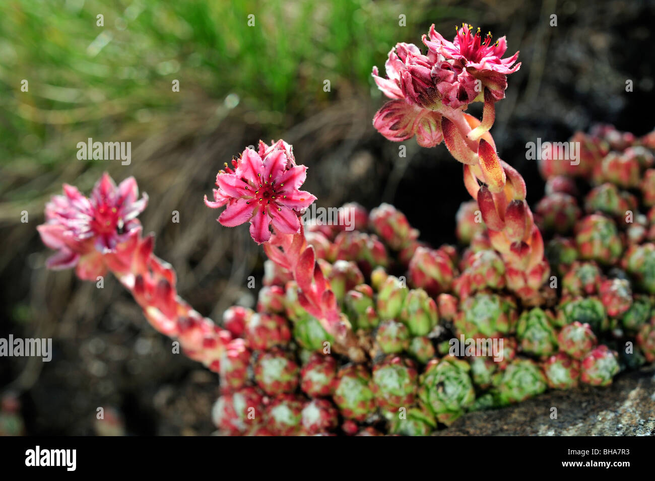 Cobweb houseleek (Sempervivum arachnoideum) in flower in the Alps, Valais, Switzerland Stock Photo